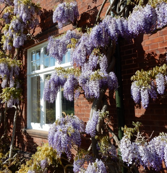 Chaucer Road Gardens